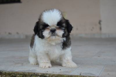 Filhotes de Shih tzu