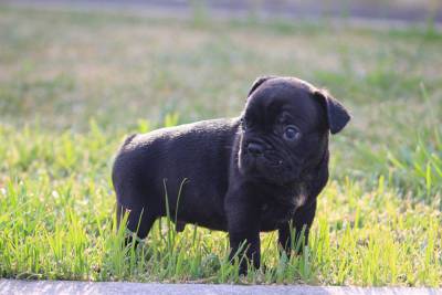 Bulldog Frances com lop