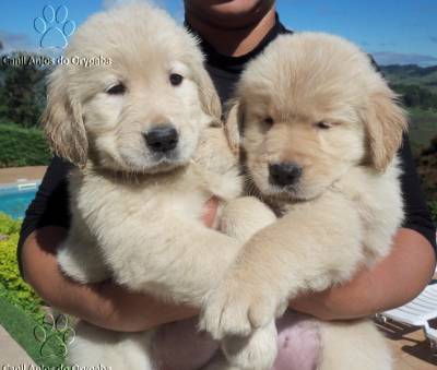 Canil Anjos Do Orypaba Filhotes De Golden Retriever Pedigree