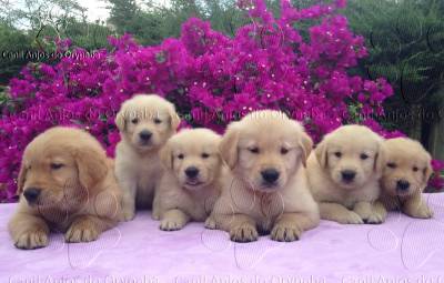 Filhotes de Golden Retriever - Pedigree