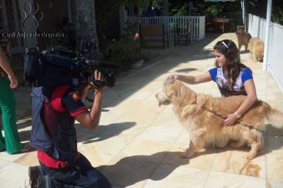 Filhotes de Golden Retriever - Pedigree