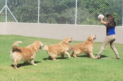 Filhotes de Golden Retriever - Pedigree