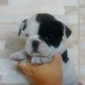Bulldogue Francês Filhotes Bulldogue Francês Filhotes