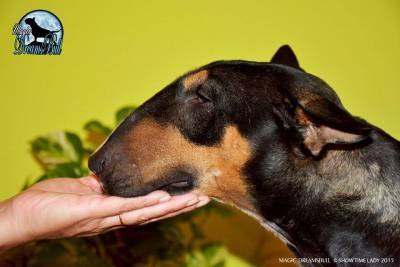 AMANTES DA RAA BULL TERRIER