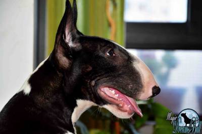 AMANTES DA RAA BULL TERRIER