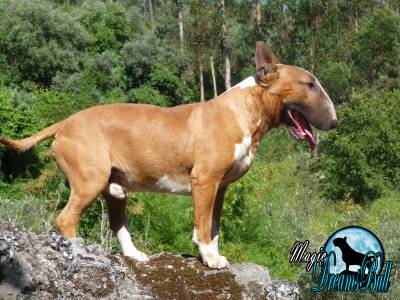 AMANTES DA RAA BULL TERRIER