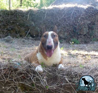 AMANTES DA RAA BULL TERRIER