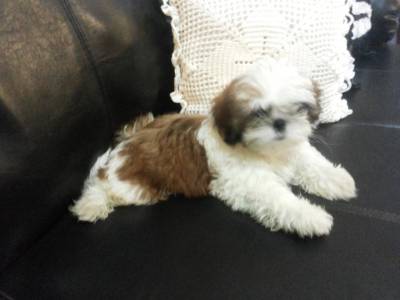 shih-tzu de qualidade