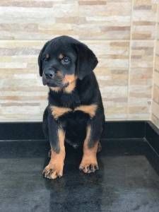 Filhotes de Rottweiler