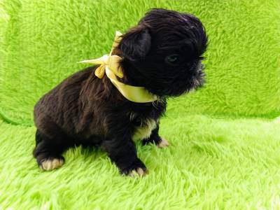 Filhotes de Shih-Tzu