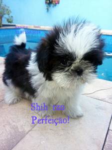 Shih tzu pandinha oportunidade parc sem juros