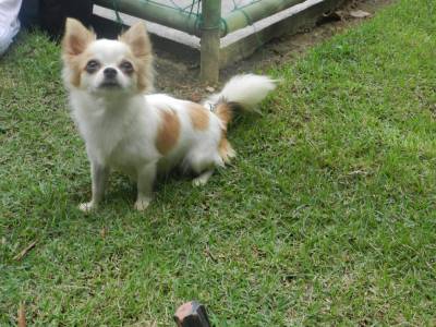 CHIHUAHUAS DISPONIVEIS PARA RESERVA