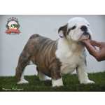 Bulldog Inglês Mengibson Bulldogs Joy - FÊMEA DISPONÍVEL Minas Gerais Belo Horizonte