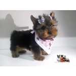 Yorkshire Terrier Yorkshire Filhotes Fmeas em Curitiba Paran Curitiba