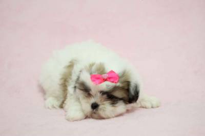 Shih tzu 