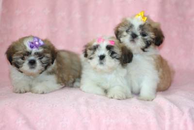 Shih tzu 