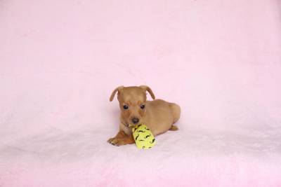 Pinscher Miniatura