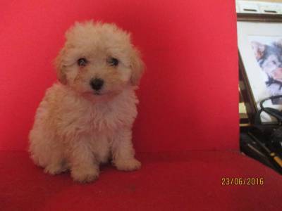 Caniche Anão Caniche Anão