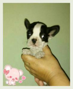 Boston Terrier Filhotes