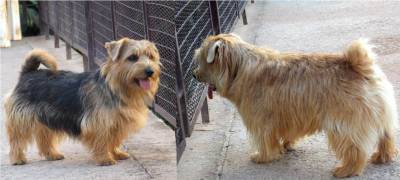 Filhote de Norfolk Terrier