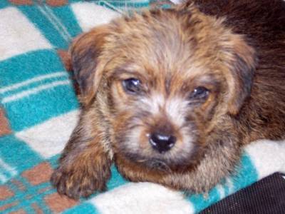 Filhote de Norfolk Terrier