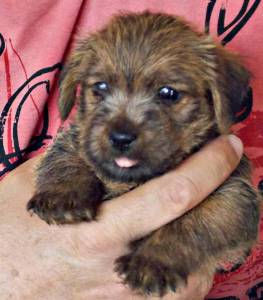 Filhote de Norfolk Terrier