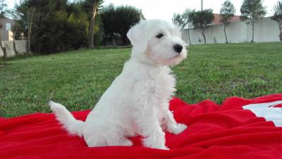 Schnauzer Miniatura Branco