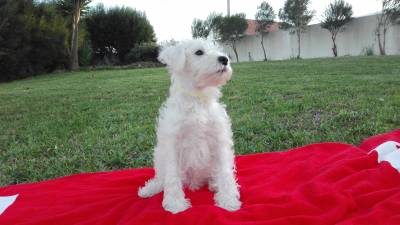 Schnauzer Miniatura Branco