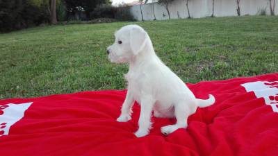 Schnauzer Miniatura Branco