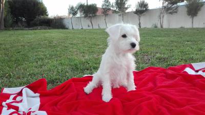 Schnauzer Miniatura Branco