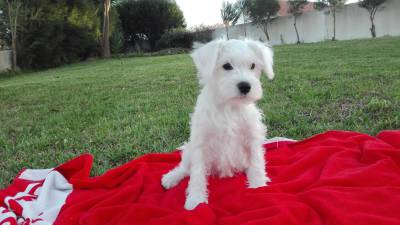 Schnauzer Miniatura Branco