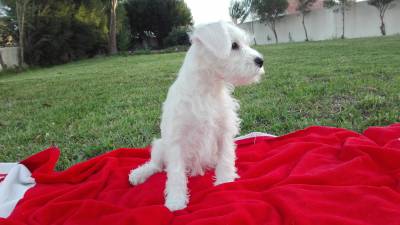 Schnauzer Miniatura Branco