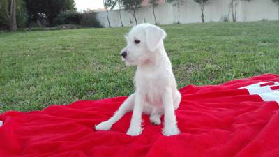 Schnauzer Miniatura Branco