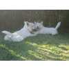 West Highland White Terrier West Highland White Terrier Santarm Cartaxo