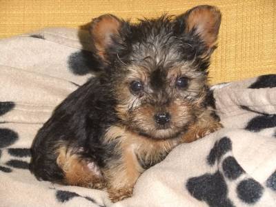 yorkshire terrier