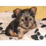 Yorkshire Terrier yorkshire terrier Santarm Cartaxo