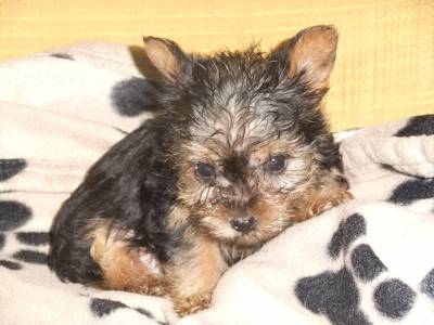 yorkshire terrier