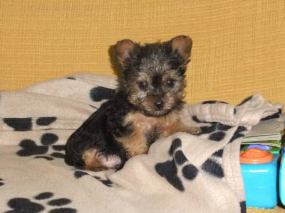 yorkshire terrier