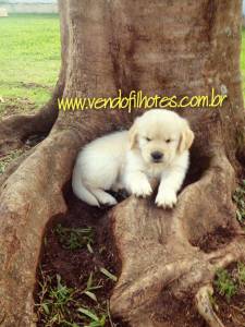 Goldens lindos e lindas parcelamos