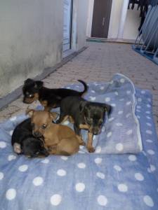 Pinscher Miniatura 