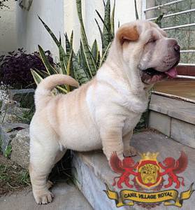 SHAR PEI FILHOTE  FMEA