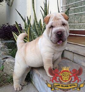 SHAR PEI FILHOTE  FMEA