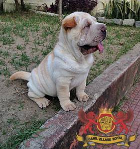 SHAR PEI FILHOTE  FMEA