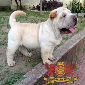 SHAR PEI FILHOTE  FMEA