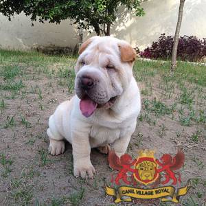 SHAR PEI FILHOTE  FMEA