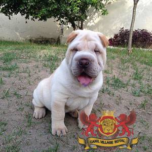 SHAR PEI FILHOTE  FMEA