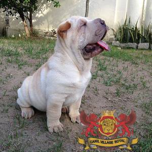 SHAR PEI FILHOTE  FMEA