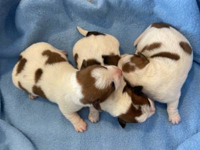 Jack Russell c LOP Netos do campeao do Mundo