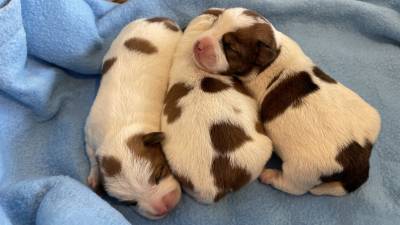 Jack Russell c LOP Netos do campeao do Mundo