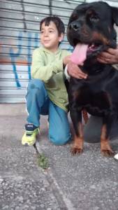 Rottweiler para Cruza